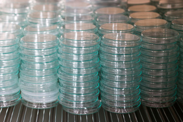 Petri dish for culture in laboratories.