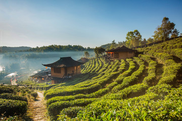 Fototapeta na wymiar Beautiful scenic view of house in tea field on mountain in Mae Hong Son,Thailand.