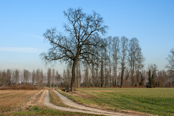 paesaggio di campagna in inverno