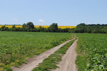 Fototapeta na wymiar road through the field
