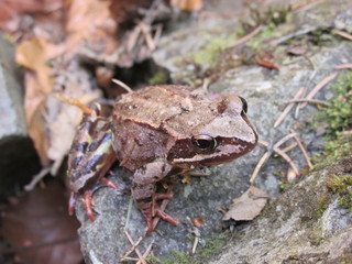 frog on a rock