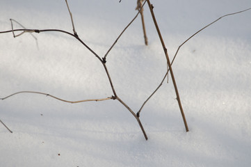 Bush branches and snow