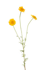 garden flower with gold blooms on white