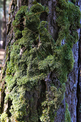 green Moss cover tree