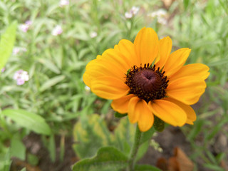 Beautiful yellow flower in the garden