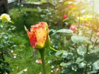 Beautiful yellow orange rose in the garden