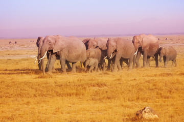 Elephant family in Maasai Mara National Reserve