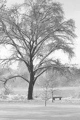 Winter Tree with Park Bench
