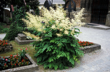 Obraz premium Grave yard Peters-Friedhof Salzburg, Austria, Salzburg, Salzburg
