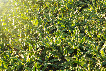 Aerial view of banana tree with sunrise on fields.