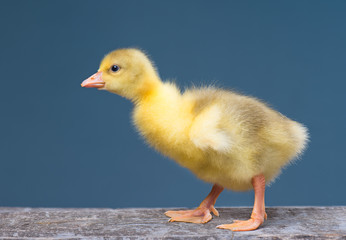 Cute little newborn gosling on dark background, standing on wood. Newly hatched gosling on a chicken farm. Nice one bird.