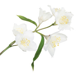 Fototapeta na wymiar white spring jasmin branch with six blooms