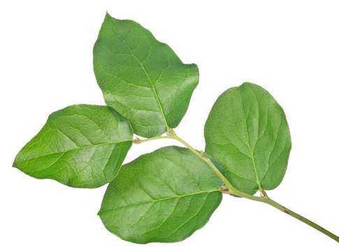 four green leaves branch on white