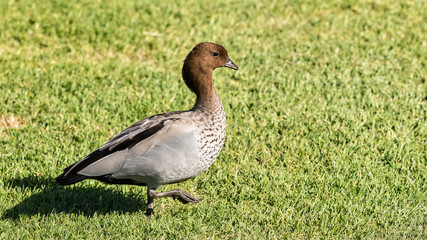 Striding Mallard Duck