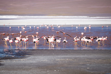 Pink flamingos Bolivia