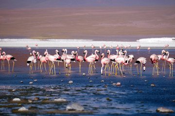 Obraz premium Pink flamingos Bolivia