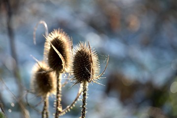 Teasels in the frost, with spider webs.