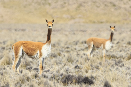 Peru, La Reserva Nacional Salinas y Aguada Blanca, vicunas