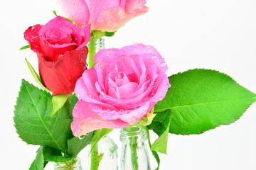 Valentinstag Motiv - Rosen mit Wassertropfen vor weißem Hintergrund mit Textfreiraum