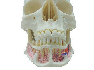 Closeup dental tooth model