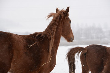 wilde Pferdemähne, fuchsfarbenes Pferd mit langer Mäne im Winter