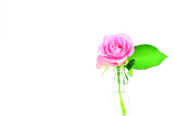 Valentinstag Motiv - Rose mit Wassertropfen vor weißem Hintergrund mit Textfreiraum
