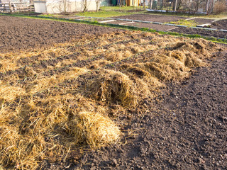 Sheep dung with straw in rows of vegetable garden soil as fertilizer 