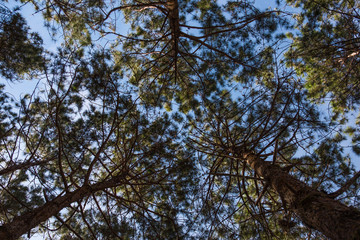 Sunlight Through the Tall Trees
