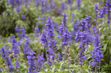 Obraz premium Blooming blue bugleweeds Ajuga