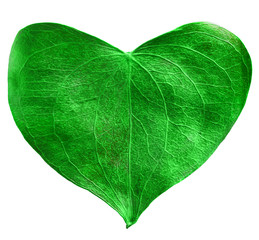 Green leaf heart shaped. Valentine's Day concept. Protection of environment concept.
