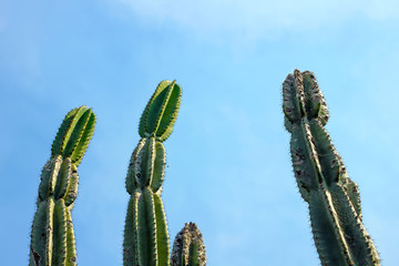 Naklejka premium Green tall cactus against blue sky