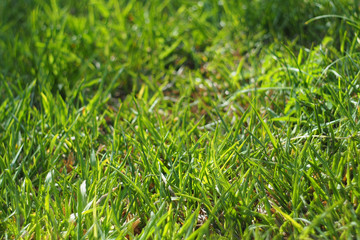 Close up fresh green grass field background.