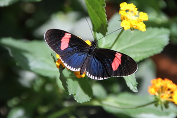 papillon