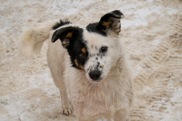 Homeless dog