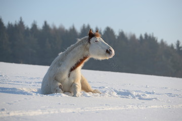ist was? geschecktes Pferd sitzt im Schnee und scheint skeptisch zu schauen