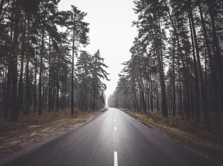 Fototapeta premium Morning countryside asphalt road among forest park trees. Journey in fog. Travel