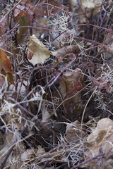Weed, dried leaves and roots massed