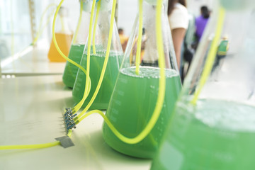 algae research process in laboratory