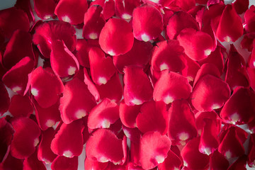 Red roses petals Valentine's Day