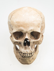 Model of human skull, isolated on white