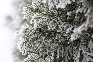 white cedar covered with frost