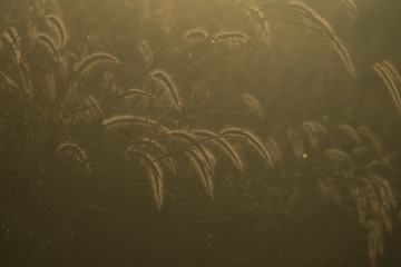 Fototapeta na wymiar Grass flower sunshine on sunset background, vintage filter image