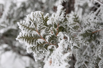 white cedar covered with frost