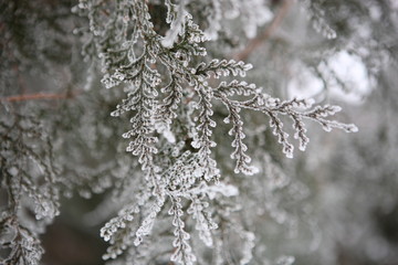 white cedar covered with frost