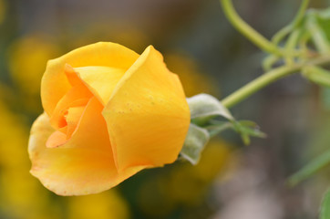 Fototapeta na wymiar Beautifu yellow rose flower