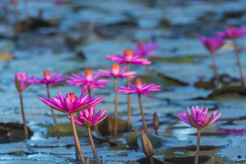tropical lake with pink lotus, vintage filter image