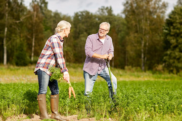 senior couple with shovel picking carrots on farm