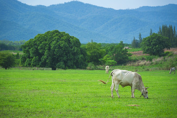 Fototapeta premium white cattle cow