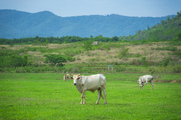 Fototapeta na wymiar white cattle cow