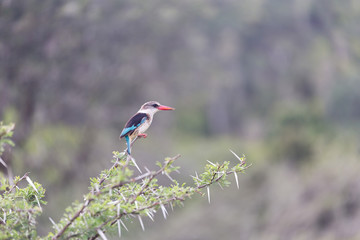 Bird (Kingfisher) on branch